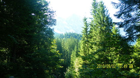 csodás az erdő /Zugspitze/