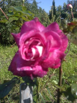 Tarka rózsa