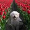 kutyus a tulipánok között