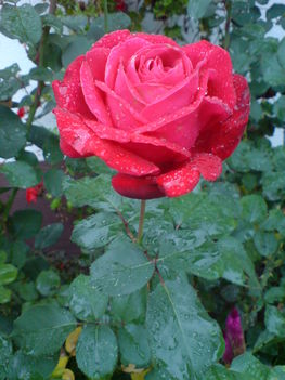 Esőcseppes rózsa Mártikától