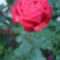 Esőcseppes rózsa Mártikától