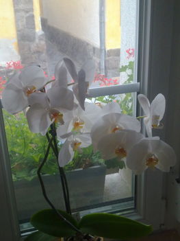 orchidea_002