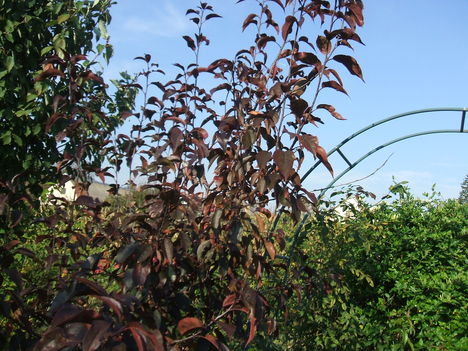 DISZALMA