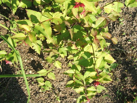 DSCF2542