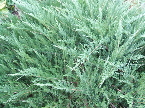 DSCF2550