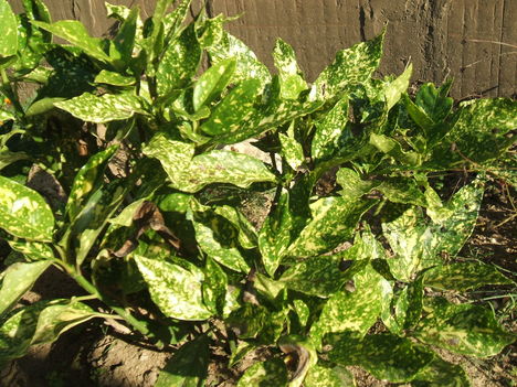 DSCF2574