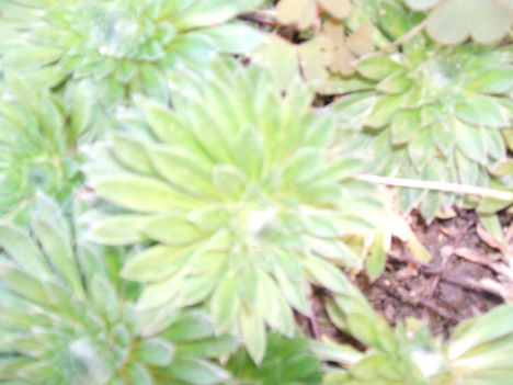 DSCF2575