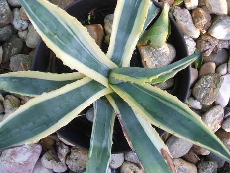 DSCF2577