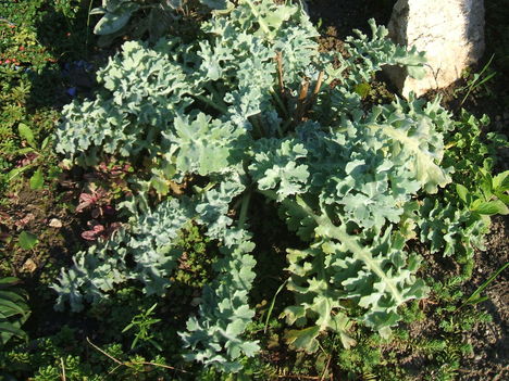 FODROS-BODROS