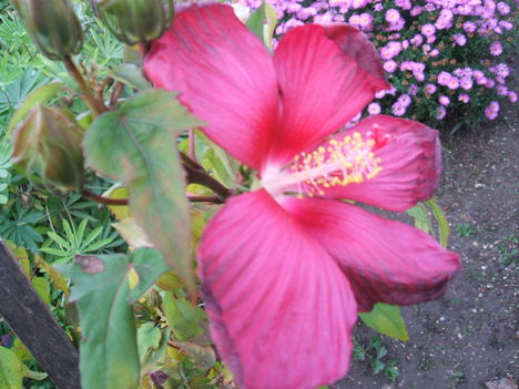 HIBISZKUSZ