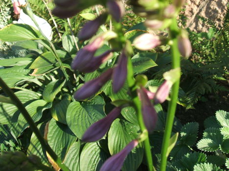 HOSTA VIRÁGZIK