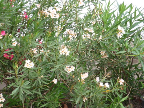 Kép 066