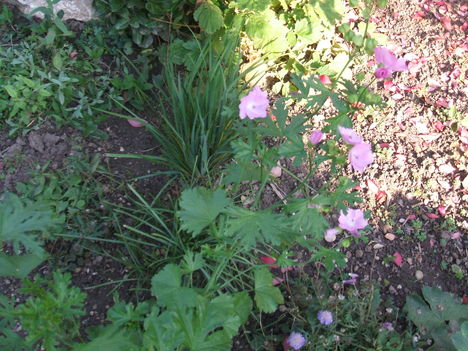 MÁLYVA