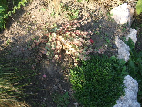 SZIKLAKERT