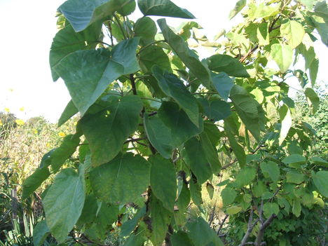 SZIVARFA