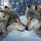 A két szerelmes farkas