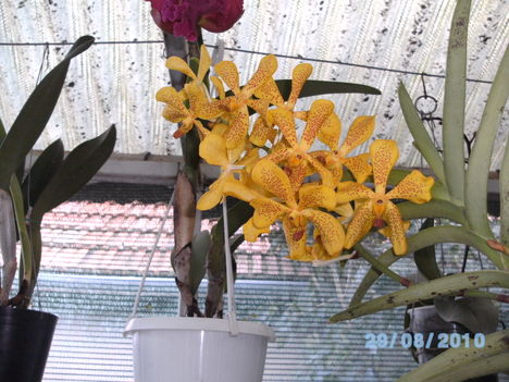 orchideák 087