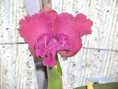 orchideák 088