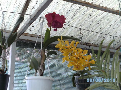 orchideák 089