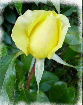 sárga rózsa3