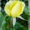 sárga rózsa3