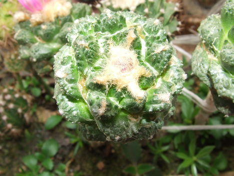 Ariocarpus kotschubeanus