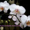orhideák 10