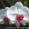 orhideák 11
