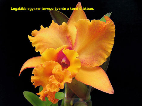 orhideák 12