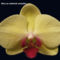 orhideák 13