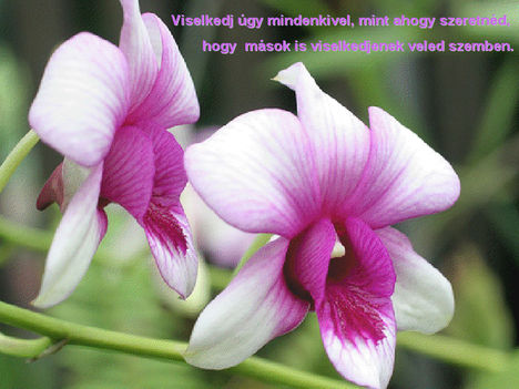 orhideák 16