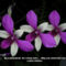 orhideák 17