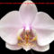 orhideák 20