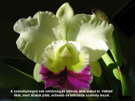 orhideák 21