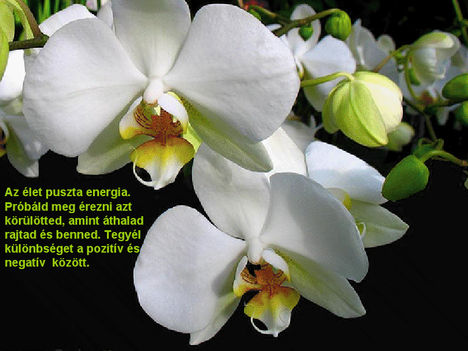 orhideák 23