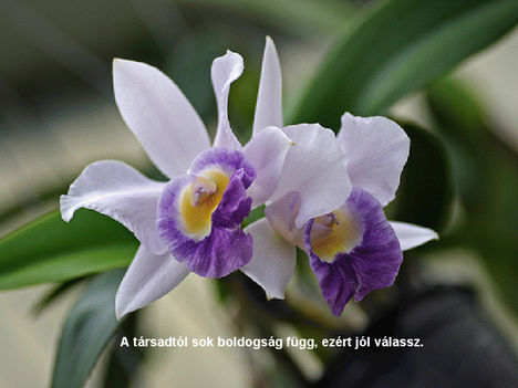 orhideák 25