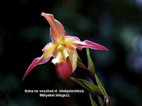 orhideák 26