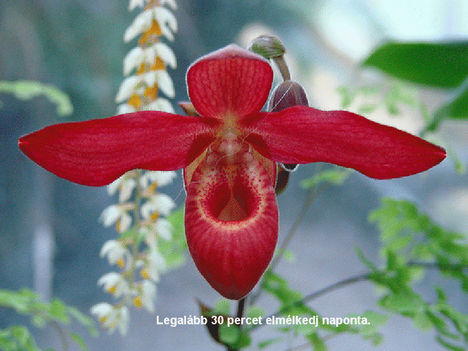 orhideák 28