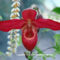 orhideák 28