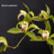 orhideák 29