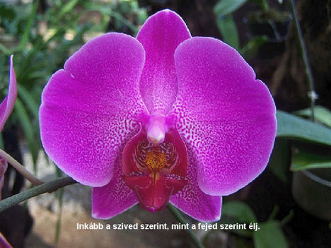 orhideák 31