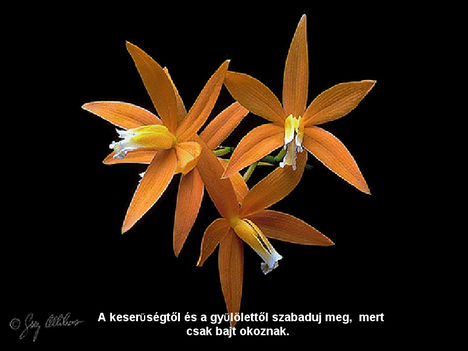 orhideák 33