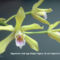 orhideák 35