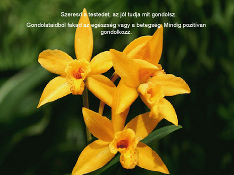 orhideák 37