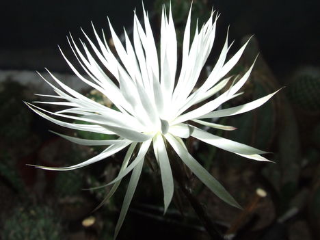 Setiechinopsis mirabilis