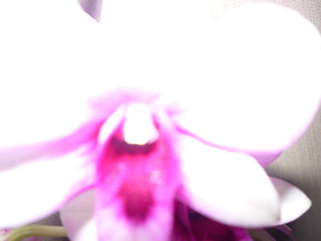 DENDROBIUM 2