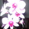 DENDROBIUM 4
