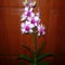 DENDROBIUM 6