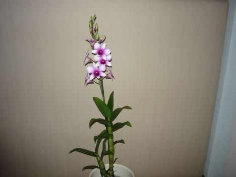 DENDROBIUM 7