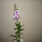 DENDROBIUM 7